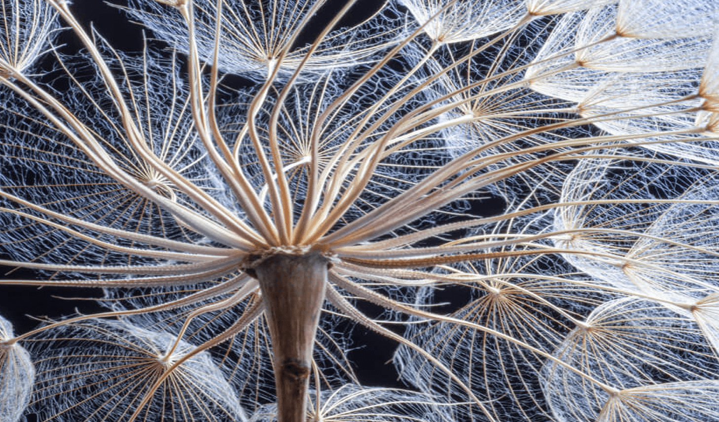 Dandelion seeds — a metaphor for brand momentum spreading